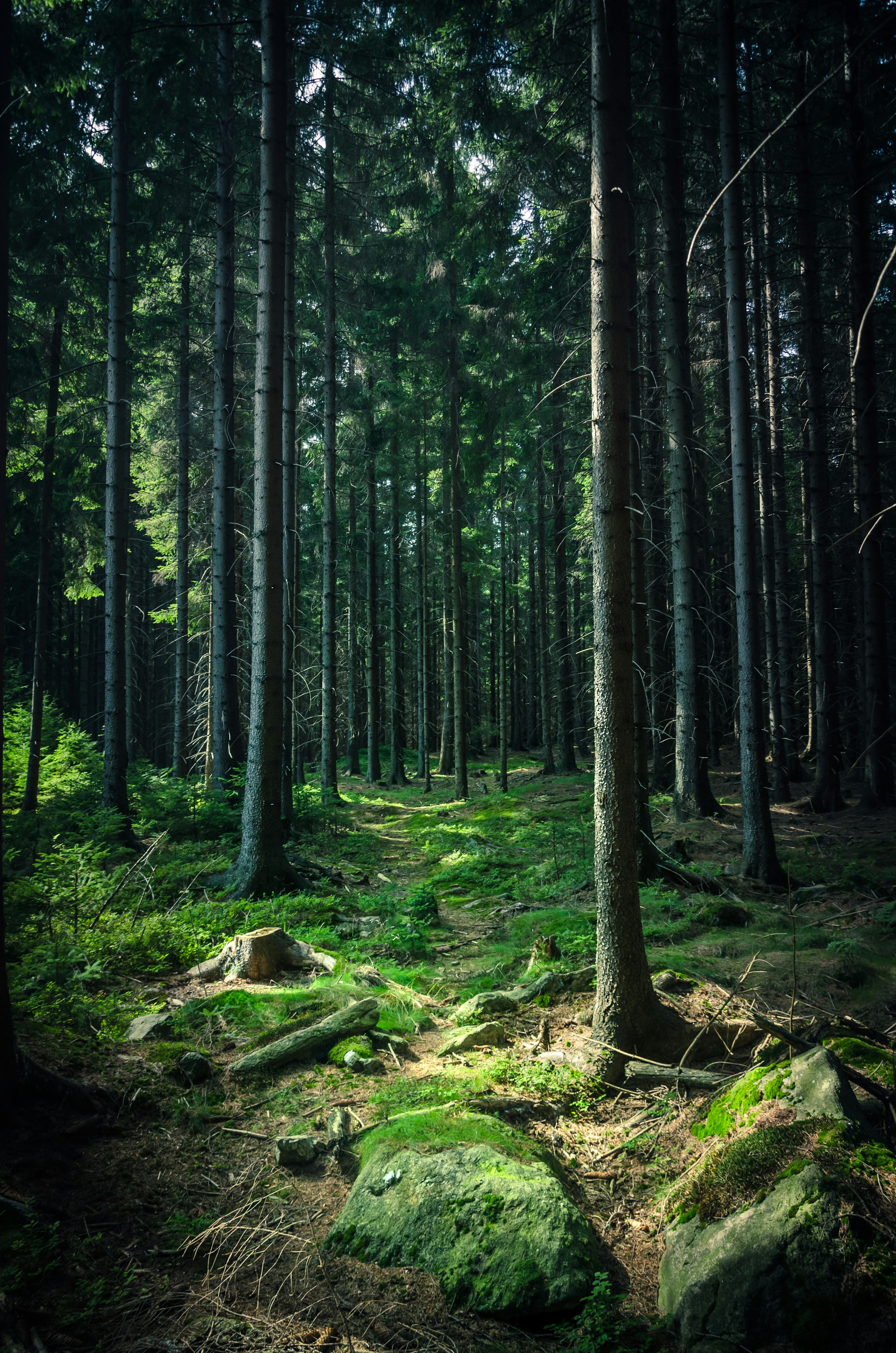 Incentivizing outcome-based nature protection